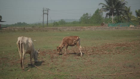 Wide-angle-handheld-shot-of-grazing-cows-in-a-field-with-grass-during-a-sunny-summer-day