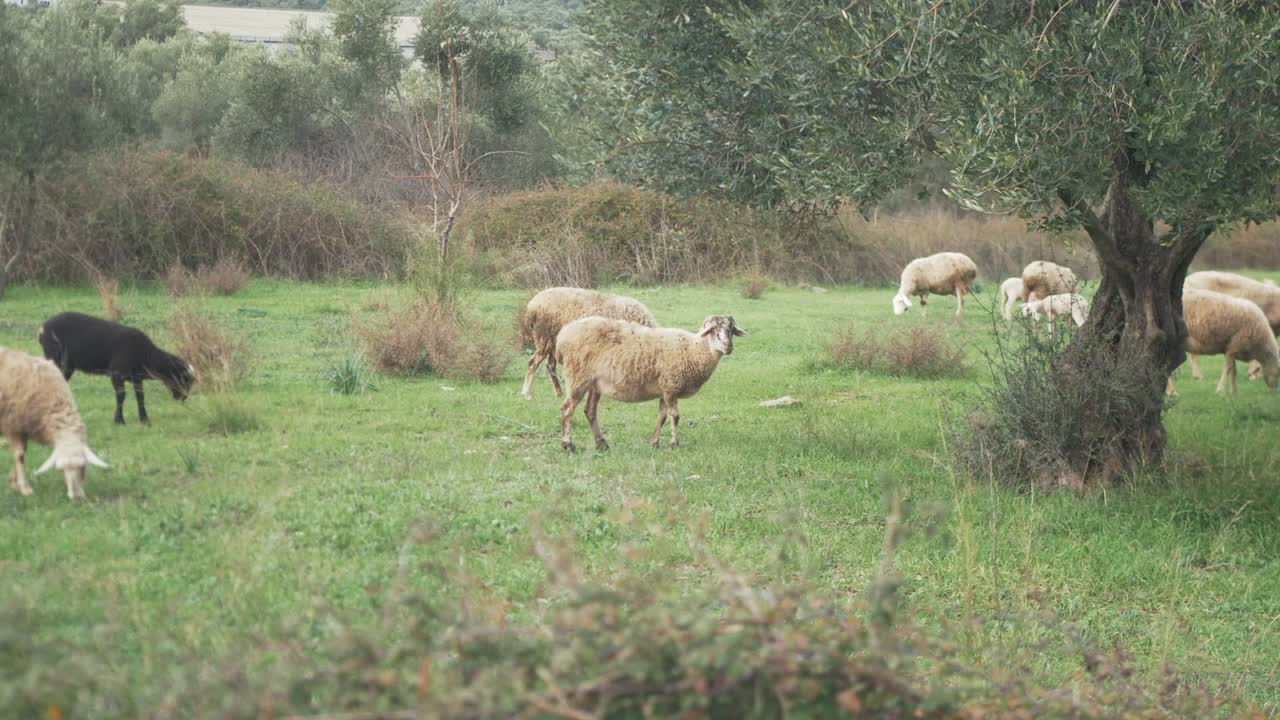 무성한 녹색 필드 슬로우 모션 먹는 양