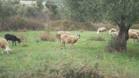 ovejas en un exuberante campo verde comiendo a cámara lenta