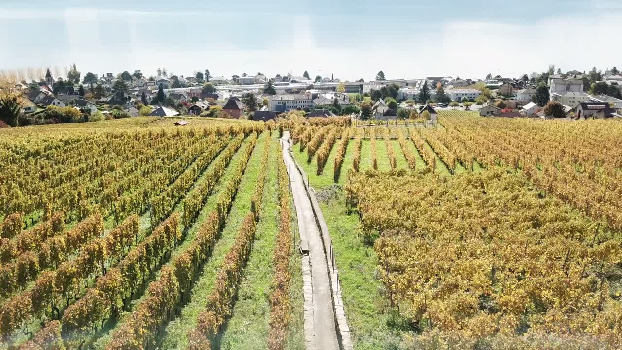 viñedos de lavaux, vista de drones durante el otoño con el lago leman detrás