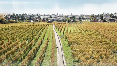 lavaux-vineyards,-drone-view-during-autumn-with-the-leman-lake-behind