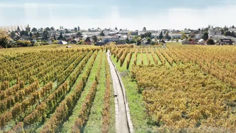 Viñedos-De-Lavaux,-Vista-De-Drones-Durante-El-Otoño-Con-El-Lago-Leman-Detrás