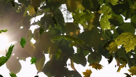 Animación-De-Múltiples-Hojas-Cayendo-Sobre-Un-árbol-Otoñal