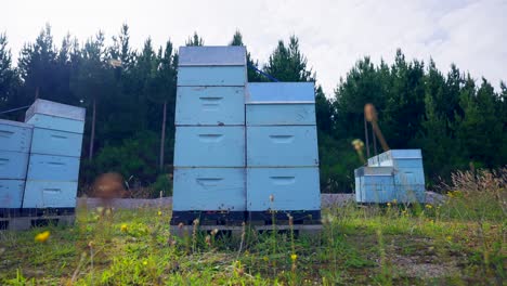 low angle shot of various bee hives in from of pine tree forest