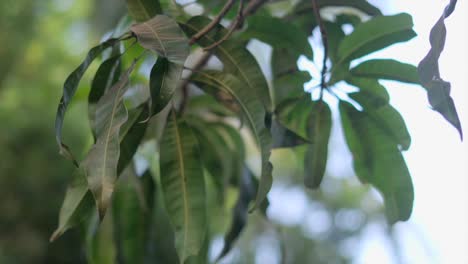 las hojas del mango de primer plano