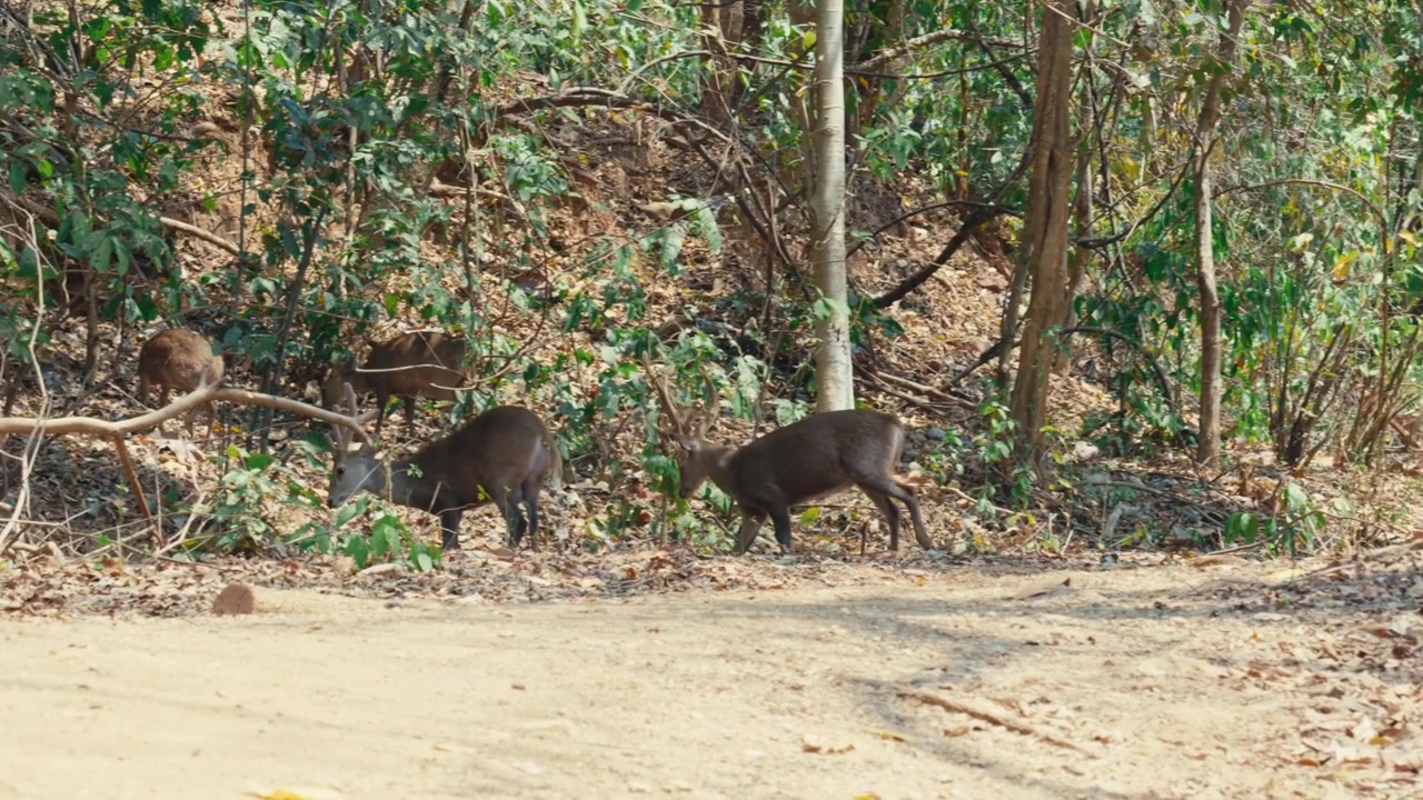Inquadratura ampia di un piccolo gruppo di cervi porcini indiani al pascolo lungo il bordo di una strada sterrata polverosa e di una foresta collinare secca in un parco di conservazione della fauna selvatica a Chiang Mai, Thailandia del Nord