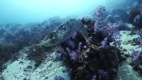 Nervous-cuttlefish-hovers-in-place-and-quickly-undulates-skirt-fins