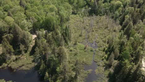 Lago-Lleno-De-árboles-Y-Plantas-Verdes-Bajo-Un-Clima-Soleado