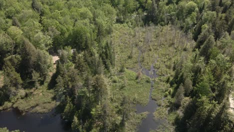 lake full of green trees and plants under sunny weather