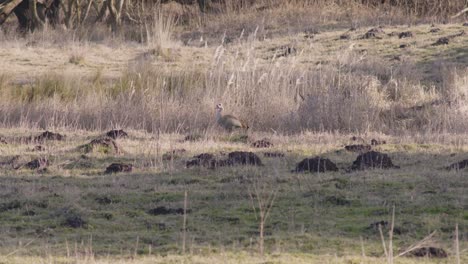 goose in a field in thetford, england