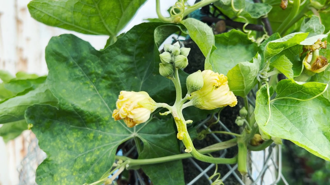 Yellow Sponge Gourd Flowers Blooming on a Vine