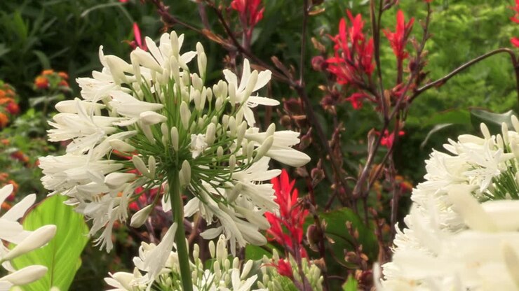 Billede af hvide hvidløgsblomster og røde liljeblomster på en baggrund af grønne blade