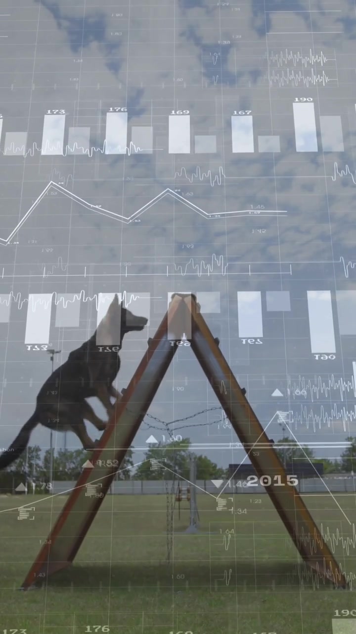 Vertical video: Data overlay appearing tracking dog running across ramp, showing training metrics
