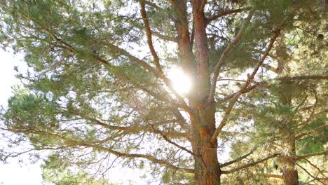 La-Luz-Del-Sol-Brilla-A-Través-Del-árbol