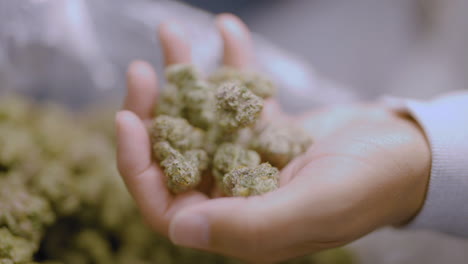 agarrando con la mano los cogollos de marihuana de una bolsa de plástico, primer plano