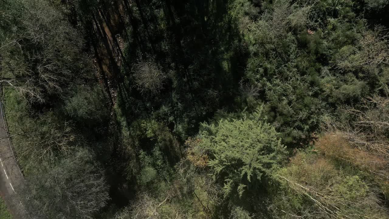 Autumn colors covering trees and bushes in a mediterranean forest, a small road crossing the landscape, creating a suggestive natural scenery