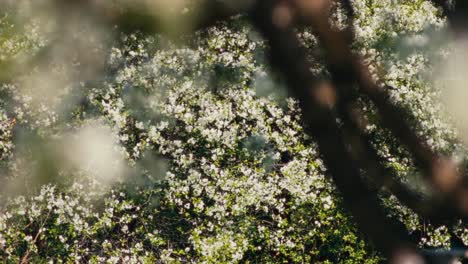 Romantische-Apfelbaumblüte-Verträumte-Stimmung-Mit-Geringer-Tiefenschärfe