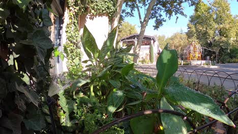un rociador arroja un chorro de agua sobre las plantas