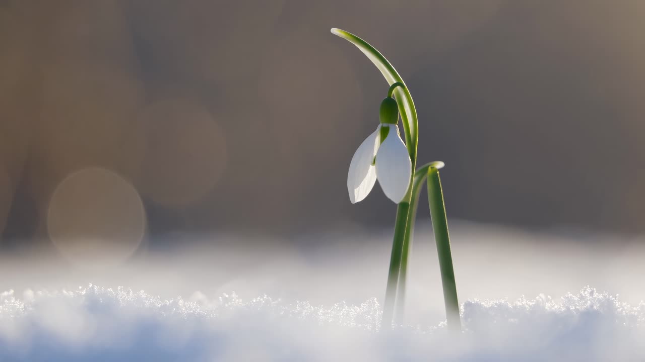Close-up video still of a snowdrop flower emerging from snow, captured at a low angle