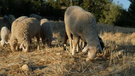 Sheep-Grazing-Field