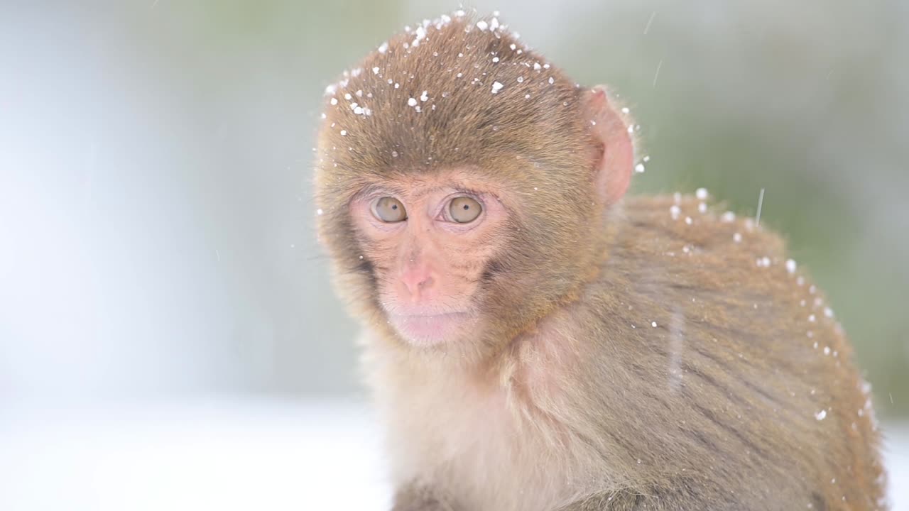 mono macaco rhesus un mono salvaje en la nieve caída