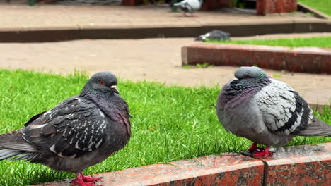 pigeons on a stone ledge. two pigeons rest on a stone ledge surrounded by green grass in a park on a sunny day