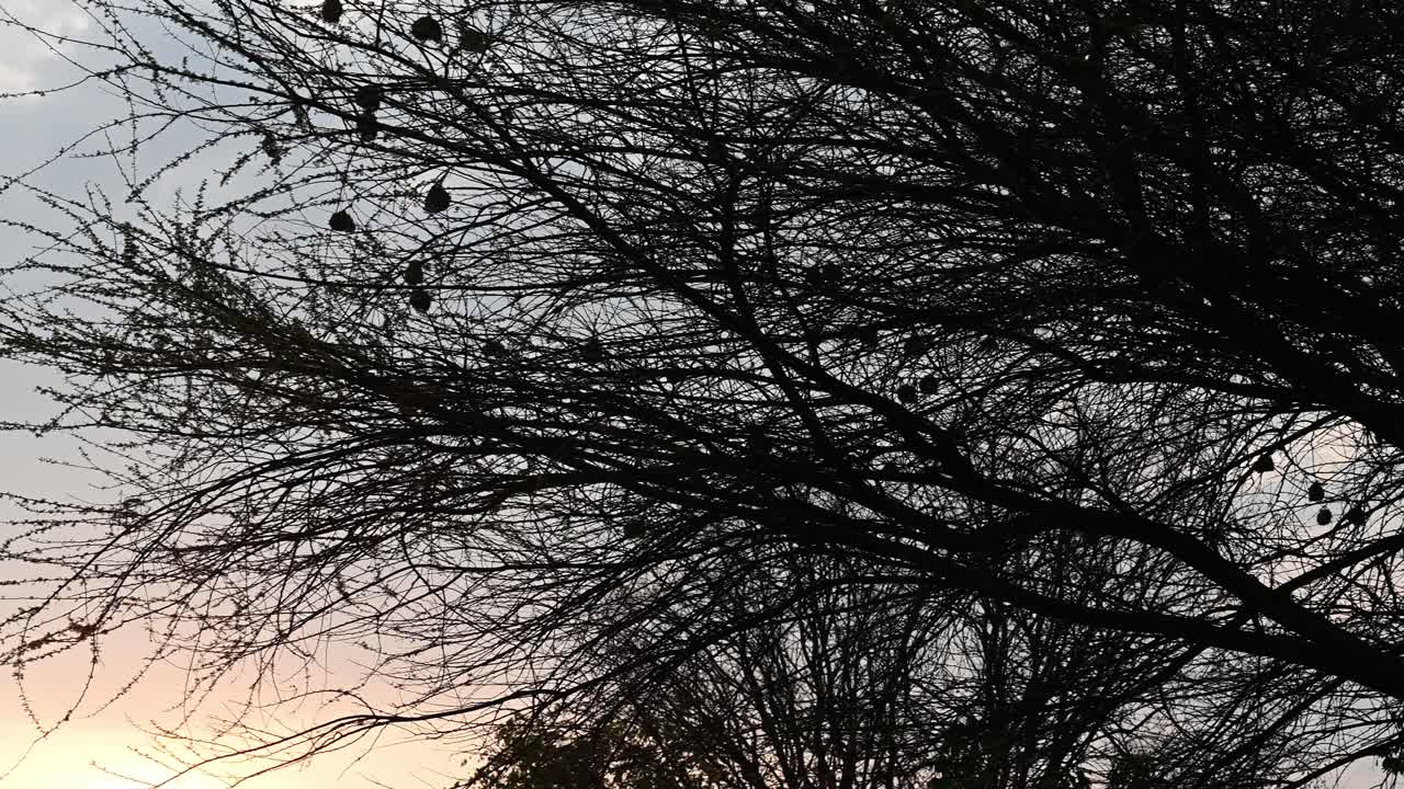 lively African weaver nest birds at sunset, orange hue