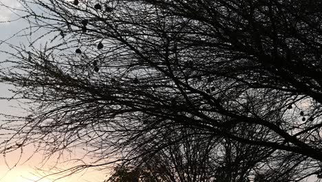 Animadas-Aves-Nido-De-Tejedor-Africano-Al-Atardecer,-Tono-Naranja