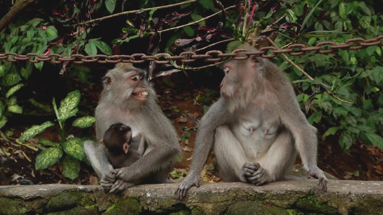 Group of monkeys (Macaca fascicularis) in Ubud Monkey Forest. Bali, Indonesia.