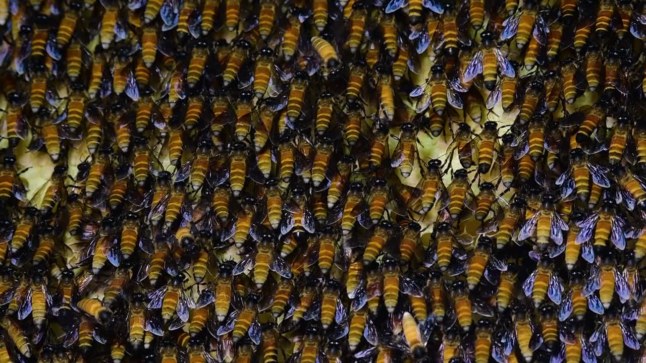 se sabe que las abejas melíferas gigantes construyen grandes colonias de nidos con bolsillos simétricos hechos de cera para almacenar miel como fuente de alimento.