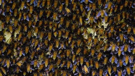 giant honey bees are known to build large colonies of nest with symmetrical pockets made of wax for them to store honey as their food source