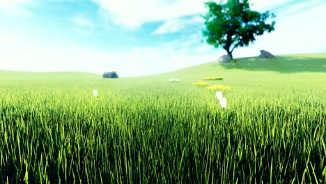 beautiful video of morning green grass, tree in the background, flowers, morning sun and clouds on blue . beautiful summer loop background.