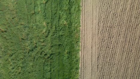 Aerial-birds-eye-dolly-right-over-rapeseed-field-after-harvest