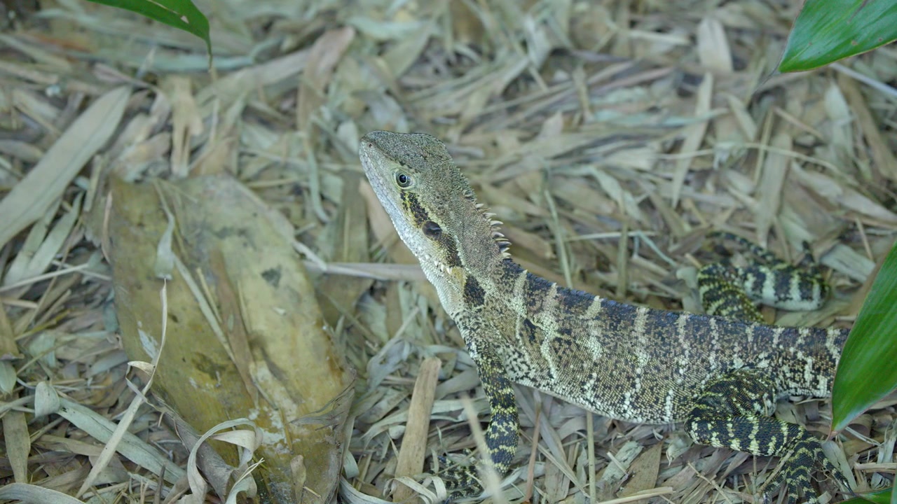 An Australian water dragon lizard remains still on dry leaves in daylight at Australia Zoo