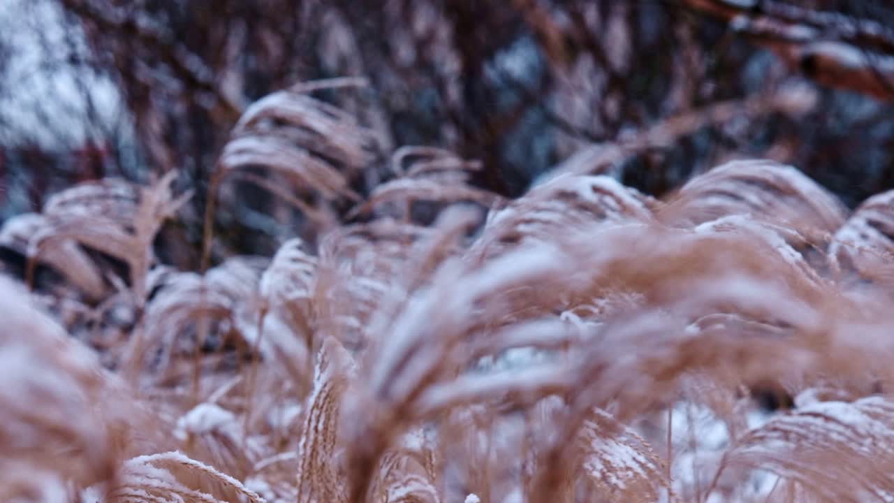 Long grass covered in fresh snow gently swaying in the wind