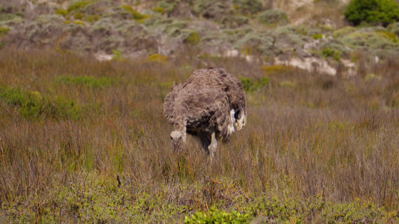 Struzzo femmina che cerca cibo nel campo di fynbos della riserva naturale di Cape Point