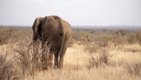 elephant bull walks away from camera in long, dry grass