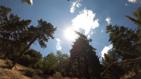lapso de tiempo del sol y las nubes cruzando el cielo entre la silueta de altos árboles de hoja perenne