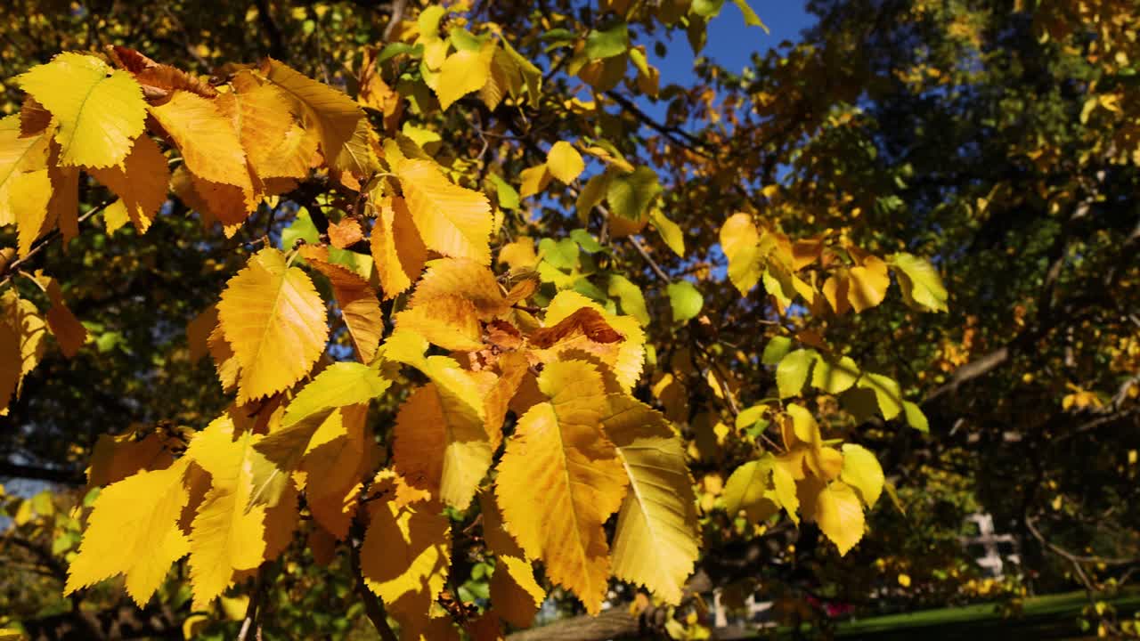 Golden leaves swaying on a tree branch