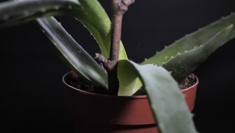 aloe vera potted plant