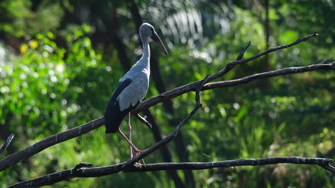 la cámara hace zoom mientras se encuentra en una rama como se ve mirando hacia la derecha durante una tarde de viento en el bosque, asian openbill anastomus oscitans, tailandia