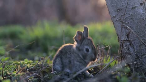 baby rabbit in a grassy field at sunset