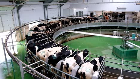 milking cows by automatic industrial milking rotary system in modern diary farm