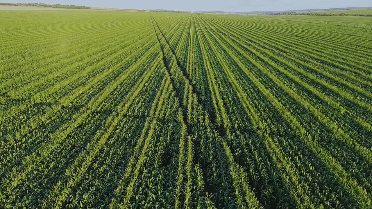 Vista aerea da drone su verdi filari di colture agricole con forti linee guida.