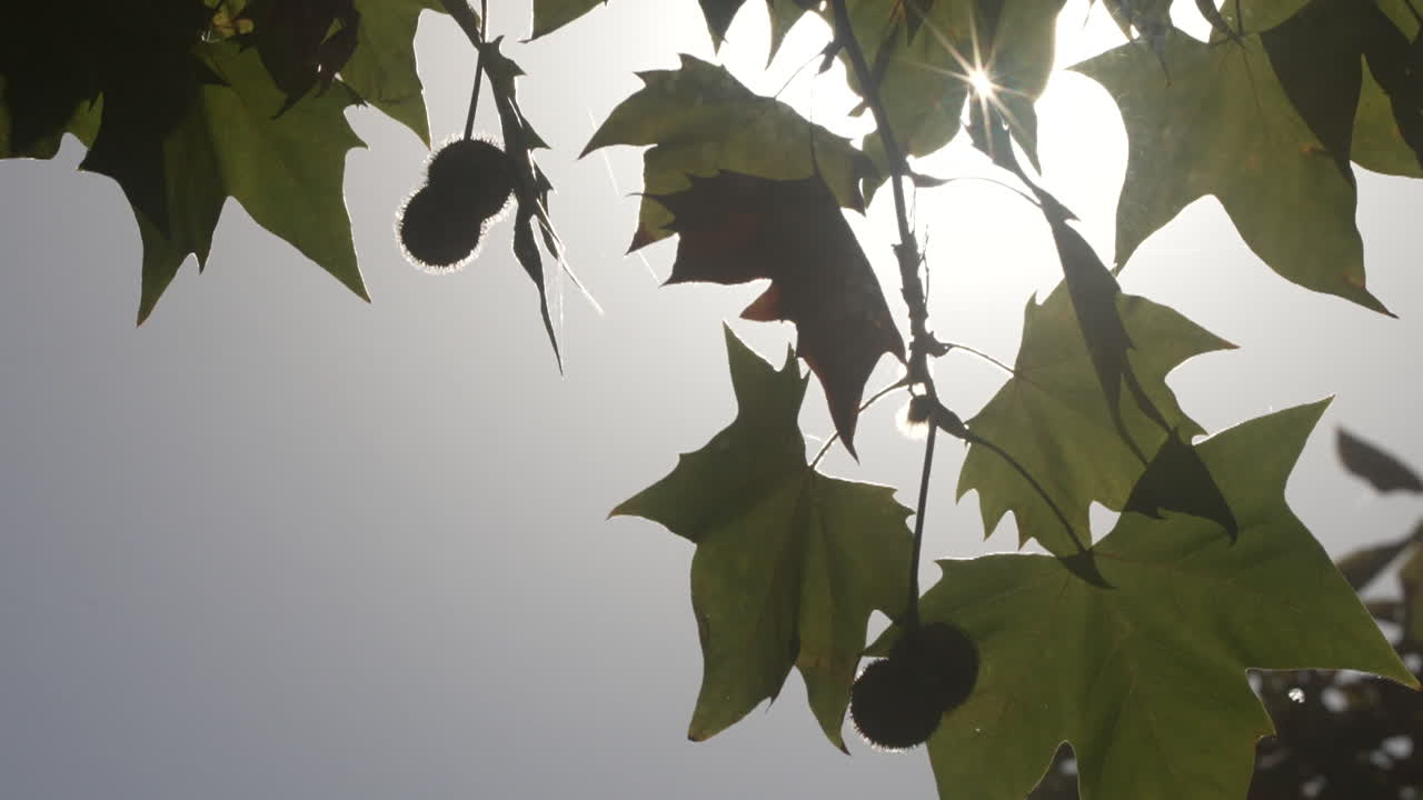 나무 잎 을 통과 하는 빛