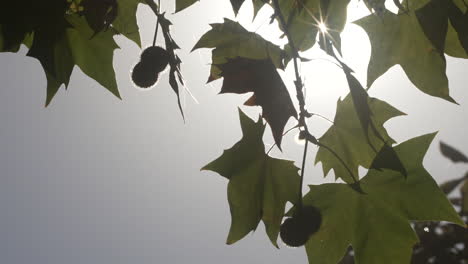 la luz del sol a través de las hojas de los árboles