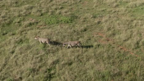 drone aerial of two zebra's walking on lush green savannah in the wild