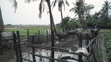 hord of cattle in their wooden enclosure at a local farm in cambodia.