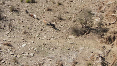 Mountain-goats-run-through-barren-and-dry-river-beds-during-the-heat-of-the-day