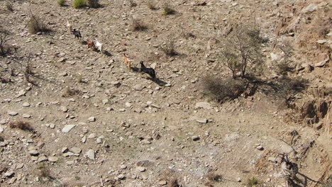 las cabras montesas corren a través de lechos de ríos estériles y secos durante el calor del día